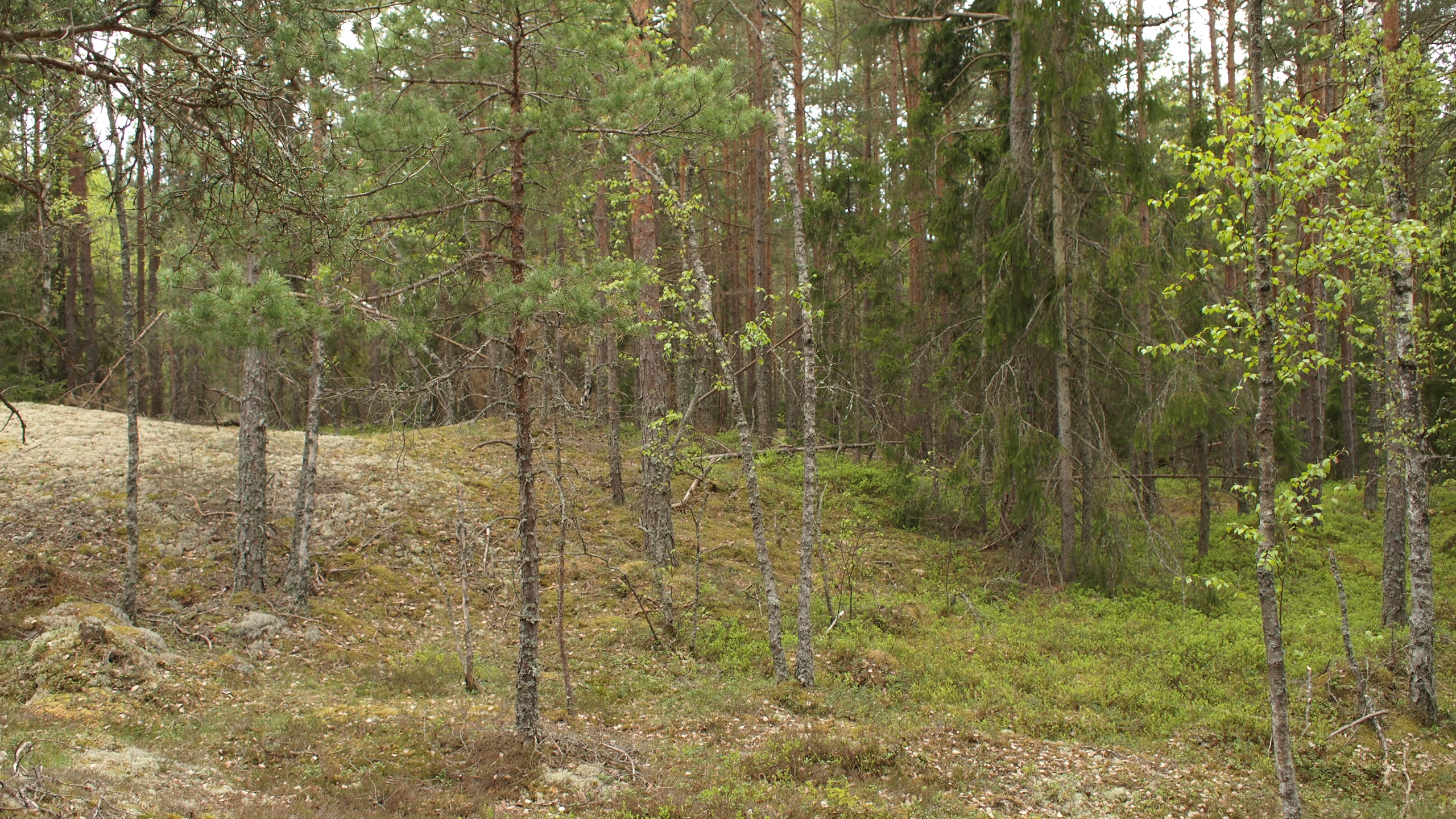 Lättlöpt och bra sikt: KM Ellboda