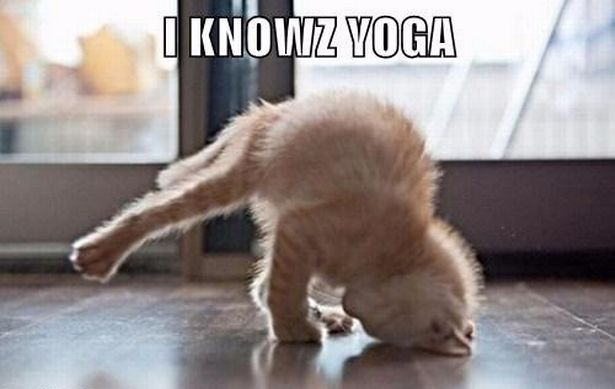 Yoga-Cat-Meme